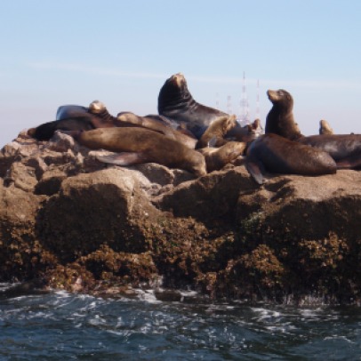Sea Lions, hold your breath!